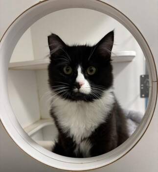 Domestic Short Hair Cats Available for Adoption in Salinas, California - Loki | PetCurious
