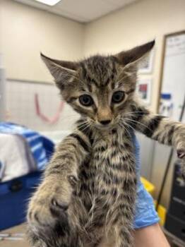 Edgar Allen Poe -  Domestic Short Hair Cat for Adoption in Palm Coast, Florida - Edgar Allen Poe | PetCurious