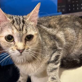 Rescue Domestic Short Hair Cats for Adoption in Granby, Missouri - Mina | PetCurious