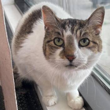 Domestic Short Hair Cats Available for Adoption in Buffalo, New York - Cry Baby | PetCurious