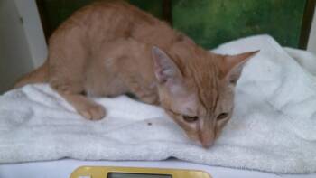 KINDER -  Domestic Short Hair Cat for Adoption in Houston, Texas - KINDER | PetCurious