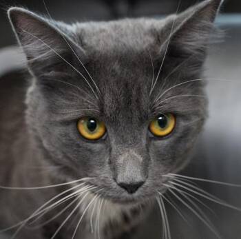 LUCA -  Domestic Medium Hair Cat Available for Adoption in Boston, Massachusetts - LUCA | PetCurious