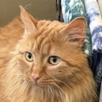Domestic Long Hair Cats Available for Adoption - THOMPSON | PetCurious