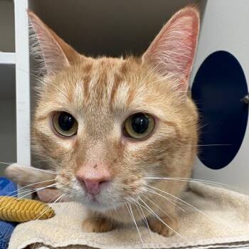 Domestic Short Hair Cats Available for Adoption - Meatball | PetCurious