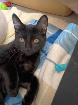 Glitch -  Domestic Short Hair Cat for Adoption in Findlay, Ohio - Glitch | PetCurious