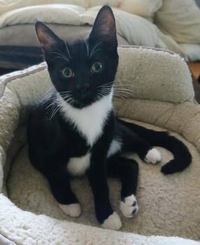 Zane bonded with Zander -  Tuxedo Cat for Adoption in Hamilton, Ontario - Zane Bonded With Zander | PetCurious