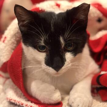 Domestic Short Hair Cats Available for Adoption - Sputnik  | PetCurious