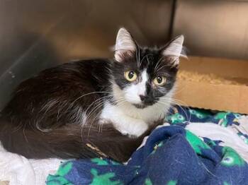 CRUELLA -  Domestic Medium Hair Cat for Adoption in Fort Wayne, Indiana - CRUELLA | PetCurious