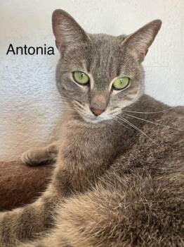 Rescue Domestic Short Hair Cats for Adoption in Eagle, Colorado - Antonia | PetCurious