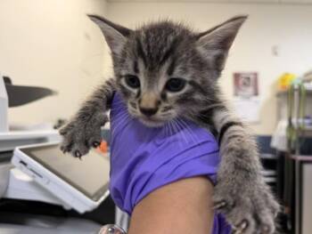 HANK -  Domestic Short Hair Cat for Adoption in Doral, Florida - HANK | PetCurious