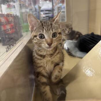 Big Mac & Pickles & Breadcrumb & Chili -  Domestic Short Hair Cat for Adoption in Worcester, Massachusetts - Big Mac & Pickles & Breadcrumb & Chili | PetCurious