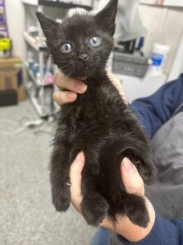 Rescue Domestic Short Hair Cats for Adoption in Pomona, New York - Wednesday | PetCurious