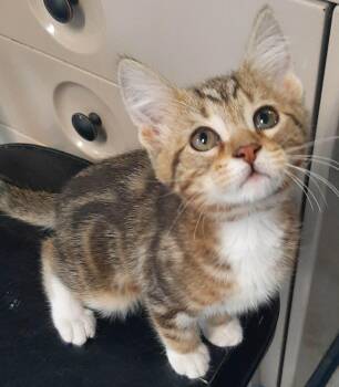 Domestic Short Hair Cats Available for Adoption in Georgetown, Ohio - Jumba | PetCurious