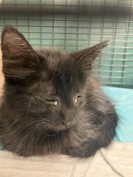 LICORICE -  Domestic Medium Hair Cat for Adoption in Corpus Christi, Texas - LICORICE | PetCurious