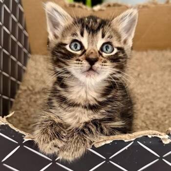 Ferrari -  Domestic Medium Hair Cat for Adoption in Jupiter, Florida - Ferrari | PetCurious