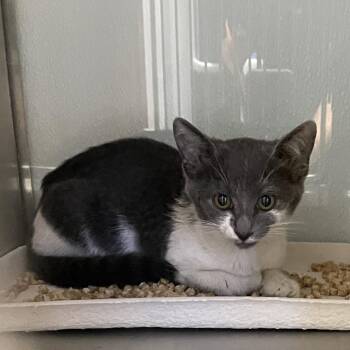 Symone -  Domestic Short Hair Cat for Adoption in Abilene, Texas - Symone | PetCurious