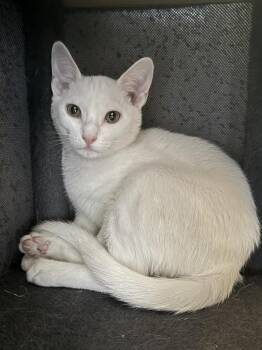 Domestic Short Hair Cats Available for Adoption - Koop | PetCurious