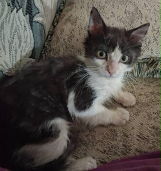 Domestic Medium Hair Cats Available for Adoption - Austin, Son Of Dallas | PetCurious
