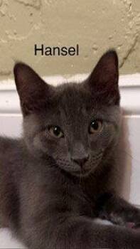 Hansel -  Russian Blue Cat for Adoption in Oakland Park, Florida - Hansel | PetCurious