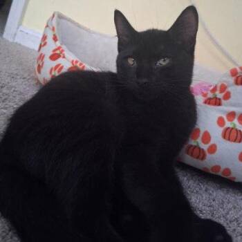 Forrest Everett, adopt with a sibling -  Domestic Short Hair Cat for Adoption in Hudson, Massachusetts - Forrest Everett, Adopt With A Sibling | PetCurious