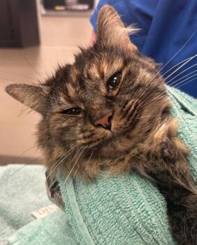 Zoey -  Domestic Short Hair Cat for Adoption in Fishers, Indiana - Zoey | PetCurious