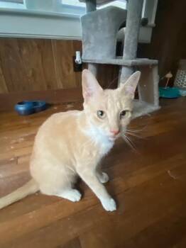 Rescue Domestic Short Hair Cats for Adoption in Rutherfordton, North Carolina - Clyde (Courtesy Post) | PetCurious