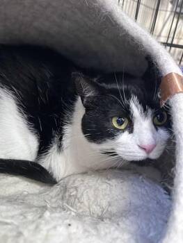 Mona -  Domestic Short Hair Cat Available for Adoption in Greensboro, North Carolina - Mona | PetCurious