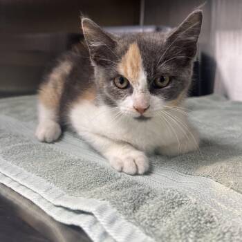 Saucy -  Domestic Short Hair Cat for Adoption in Independence, Kansas - Saucy | PetCurious