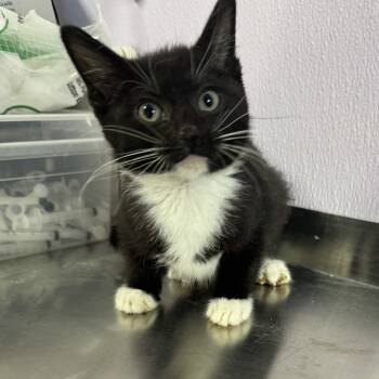 Rescue Domestic Short Hair Cats for Adoption in Grinnell, Iowa - Jameson | PetCurious