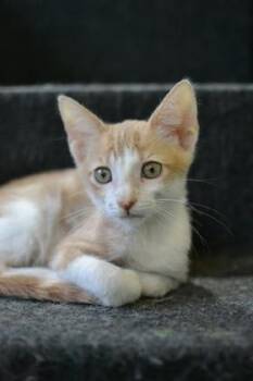 Ginger -  Domestic Medium Hair and Domestic Short Hair Cat for Adoption in New Orleans, Louisiana - Ginger | PetCurious