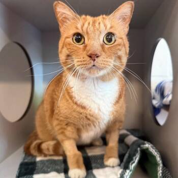 Oliver -  Domestic Short Hair Cat for Adoption in Sarasota, Florida - Oliver | PetCurious