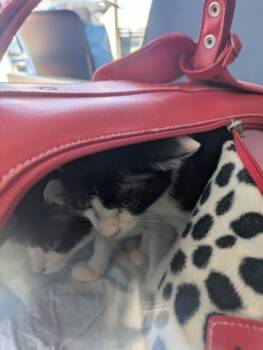 Rescue Domestic Short Hair Cats for Adoption in Fort Worth, Texas - 59834376 | PetCurious