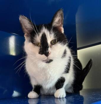 Domestic Short Hair Cats Available for Adoption in Westminster, Maryland - ORCA | PetCurious