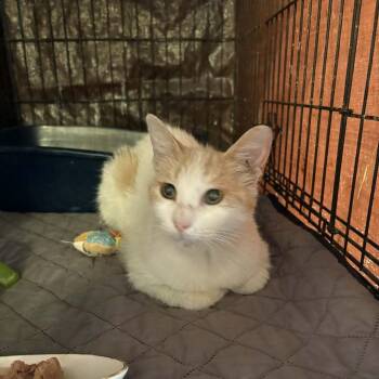 Sunshine -  Domestic Short Hair Cat for Adoption in Stephenville, Texas - Sunshine | PetCurious