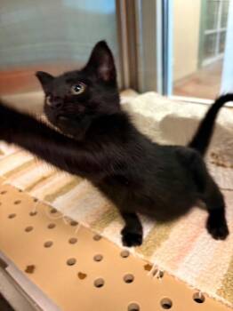 Delta -  Domestic Short Hair Cat for Adoption in Seguin, Texas - Delta | PetCurious