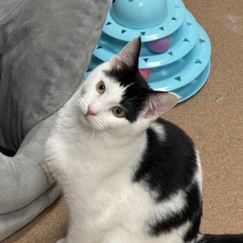 Fa -  Domestic Short Hair Cat for Adoption in Norwalk, Connecticut - Fa | PetCurious