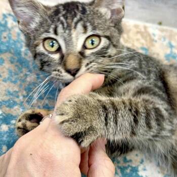 Domestic Short Hair and Tabby Cats Available for Adoption - Dolly Purrton | PetCurious