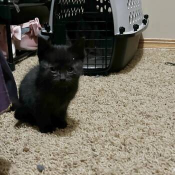 Domestic Short Hair Cats Available for Adoption in Wichita, Kansas - Turnip | PetCurious