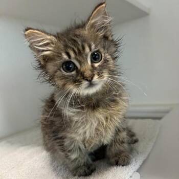 Darla -  Domestic Short Hair Cat for Adoption in Phoenix, Arizona - Darla | PetCurious