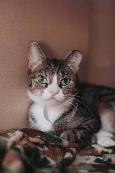 93877A Allie -  Domestic Short Hair Cat for Adoption in North Charleston, South Carolina - 93877A Allie | PetCurious