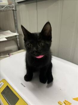 A228196 -  Domestic Short Hair Cat for Adoption in Woodland, California - A228196 | PetCurious
