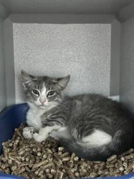 Cookies -  Domestic Short Hair Cat for Adoption in Sacramento, California - Cookies | PetCurious
