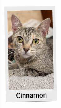 Cinnamon -  Domestic Short Hair Cat for Adoption in Caistor Centre, Ontario - Cinnamon | PetCurious