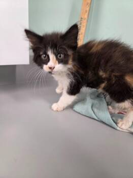 Astra -  Domestic Medium Hair Cat for Adoption in Athens, Tennessee - Astra | PetCurious