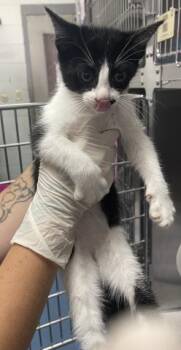 SPIRIT -  Domestic Short Hair Cat for Adoption in Pensacola, Florida - SPIRIT | PetCurious