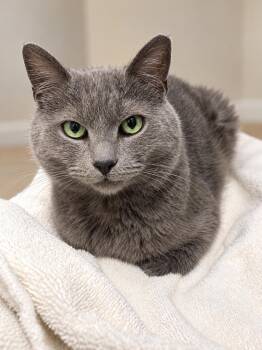 Noah -  Domestic Medium Hair Cat for Adoption in Philadelphia, Pennsylvania - Noah | PetCurious