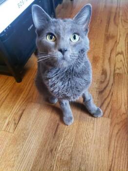 Domestic Short Hair Cats Available for Adoption - SPARKY | PetCurious