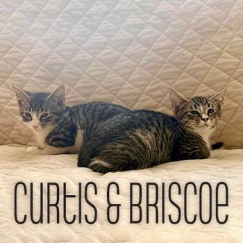 Briscoe + Curtis: adoption pending -  Domestic Short Hair Cat for Adoption in New York, New York - Briscoe + Curtis: Adoption Pending | PetCurious