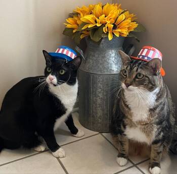 Theo ( bonded with Ari) -  Domestic Short Hair and Tuxedo Cat for Adoption in Germansville, Pennsylvania - Theo ( Bonded With Ari) | PetCurious