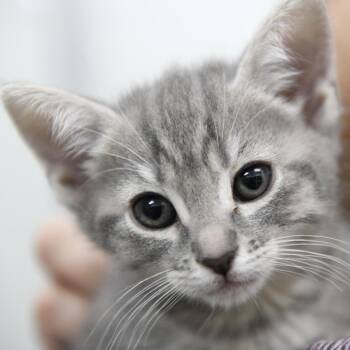 Domestic Short Hair Cats Available for Adoption in Redwood City, California - Trail | PetCurious